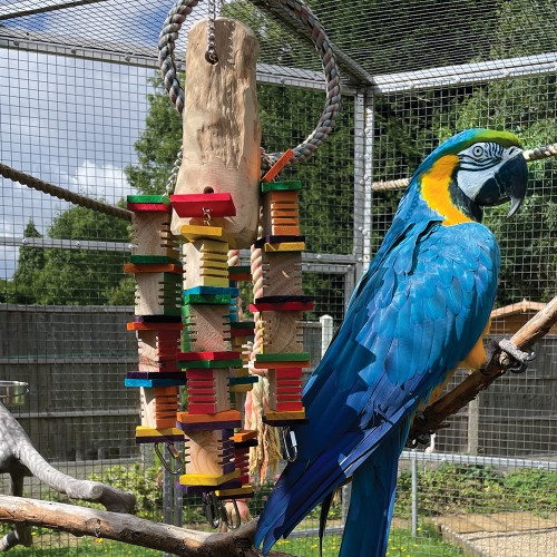 macaw with the groovy trunk