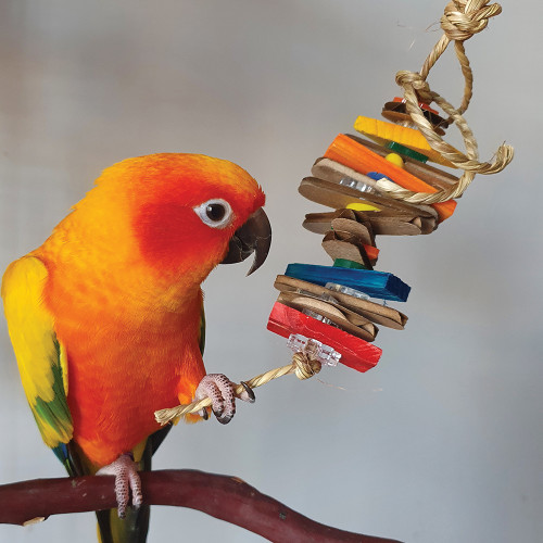 conure with tikky parrot toy