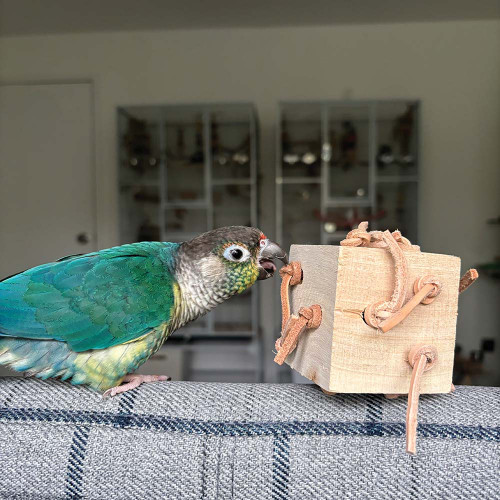 conure with the leather block