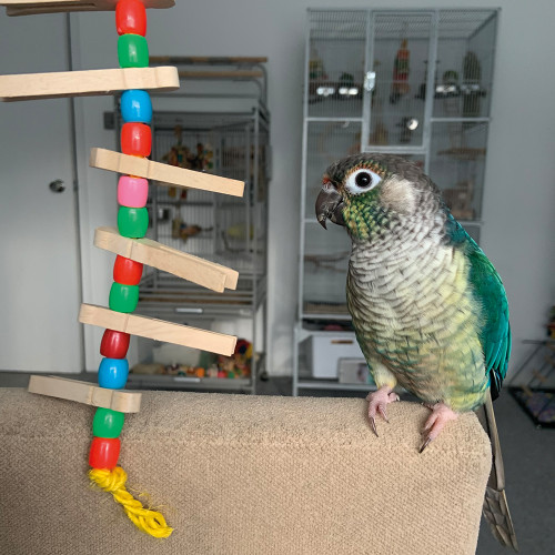 Peg Stacker Parrot Toy Small