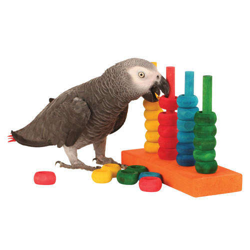 african grey with teacher toy