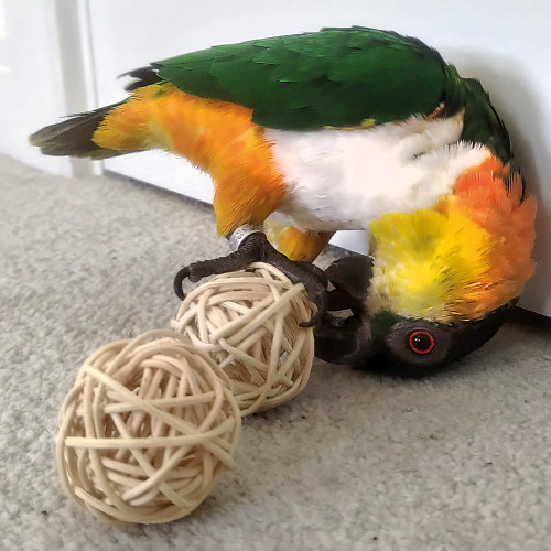 caique with munch balls