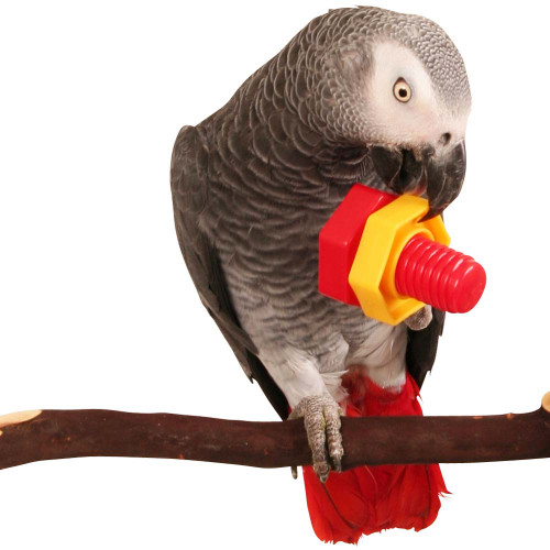 african grey with the nuts and bolts