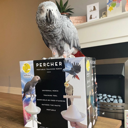 african grey with the percher
