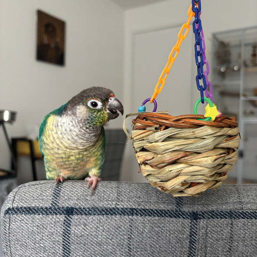 Conure with basket