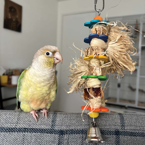 Conure with tassel time