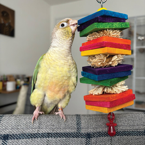 Conure with the haystack