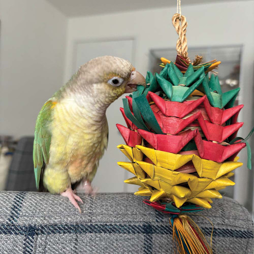 conure with the durian