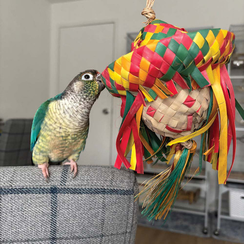 conure with the egg head