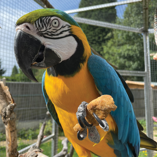 Parrot Café Gingerbread