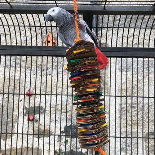 african grey with large stacks of shredding