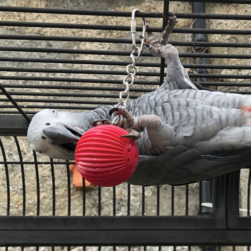 african grey with the babble ball