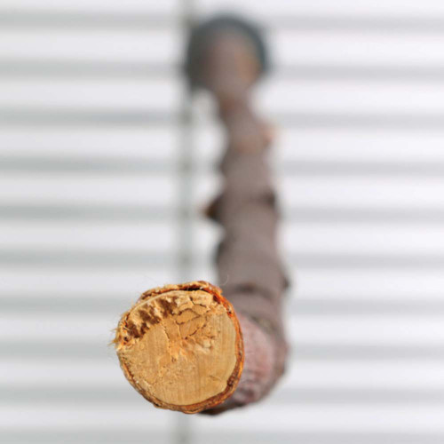 Mini Natural Willow Wood Parrot Perch 18" (45cm) - 0.75" Dia 1