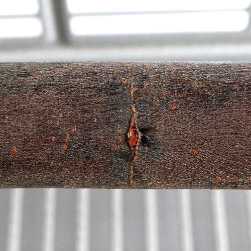 Medium Natural Willow Wood Parrot Perch 18" (45cm) - 1" Dia 5