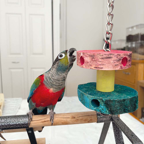 foraging_birch_wood_stacker_parrot_toy_small_300311_1_lifestyle