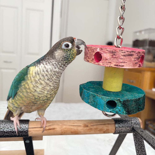 foraging_birch_wood_stacker_parrot_toy_small_300311_2_lifestyle