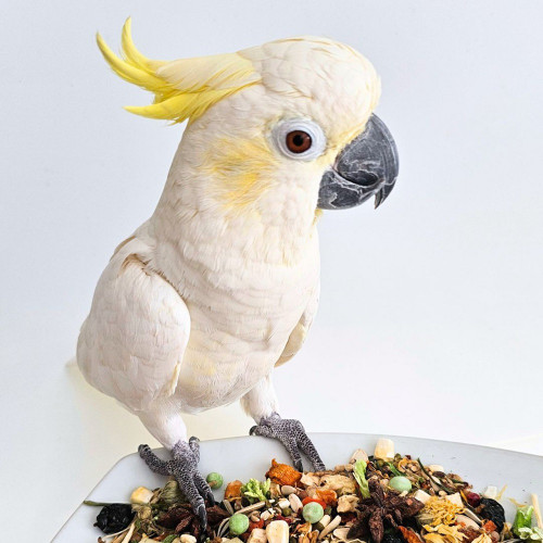 Polly's Natural Fine Cuisine Superfood Mix Med/Large Parrot Food 1kg