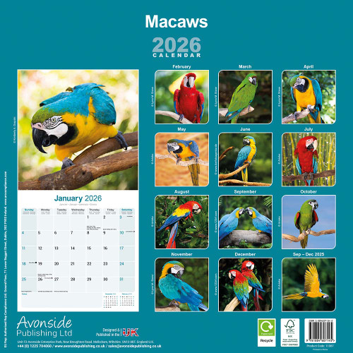 2026 Macaw Parrot Calendar - Full Colour - 16 Month - Starts September 2025 2