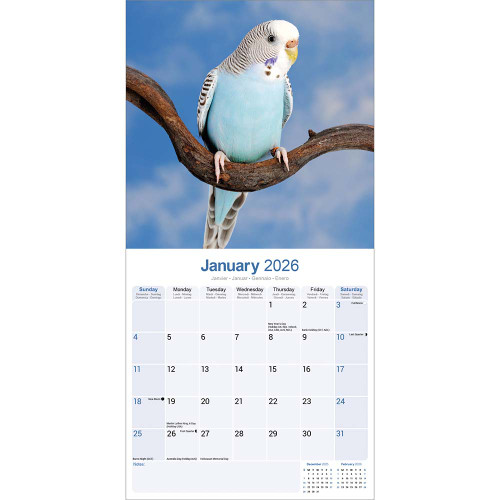 2026 Budgie Parrot Calendar - Full Colour  - 16 Month - Starts September 2025 1