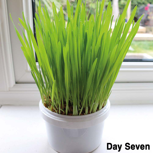 Parrot Cafe Organic Oat Grass Parrot Treat - Grow Your Own 7