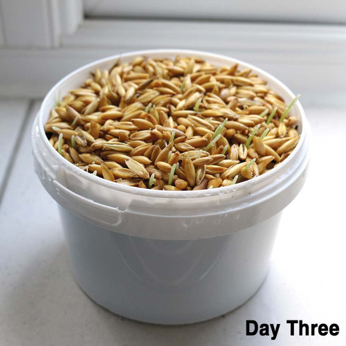 Parrot Cafe Organic Oat Grass Parrot Treat - Grow Your Own 1