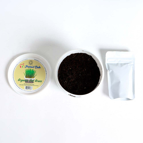 organic_oat_grass_545001_3