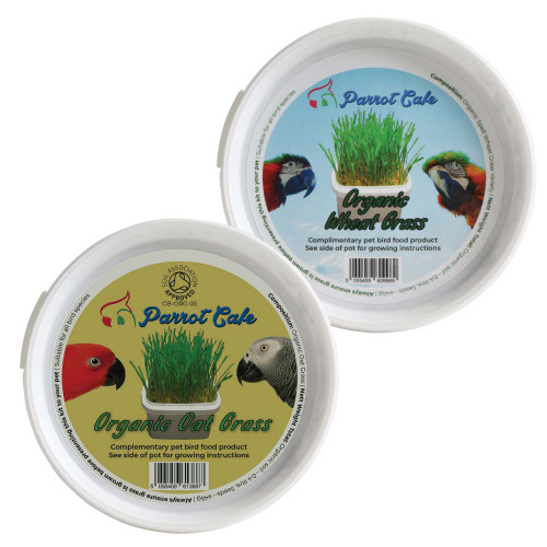 Parrot Café Grow Your Own Grass Parrot Treat Bundle