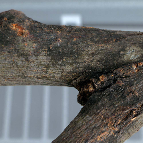 30cm_y_shaped_wood_parrot_perch_345329_4.jpg