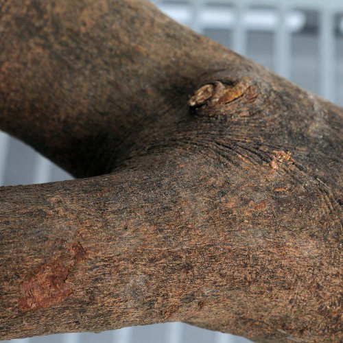 40cm_y_shaped_wood_parrot_perch_345330_5.jpg