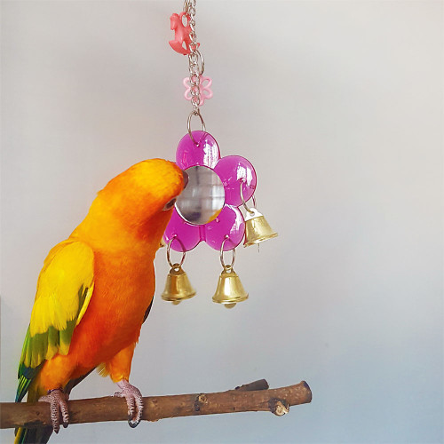 sun conure with the looking good toy