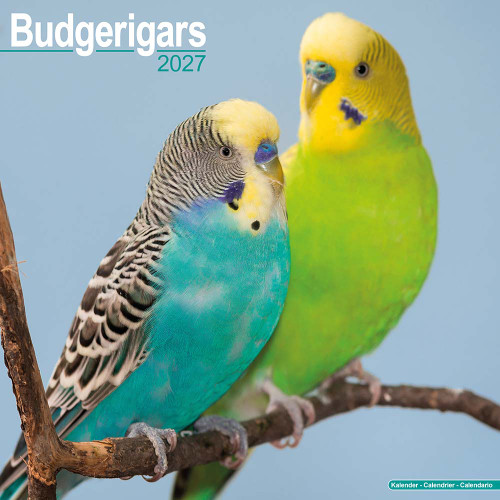 budgie_calendar_861010