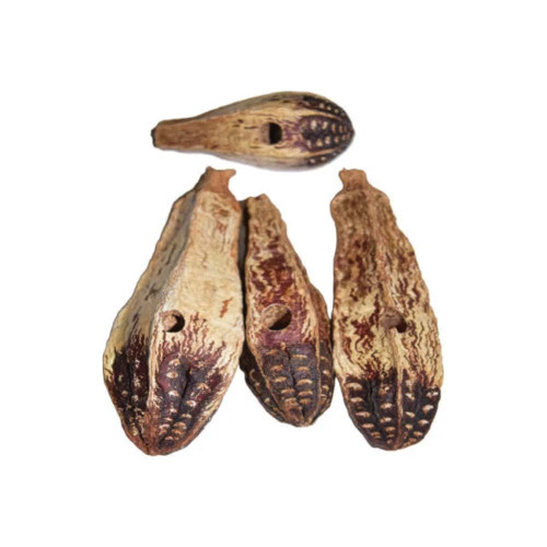 mahogany_pod_chews_366334
