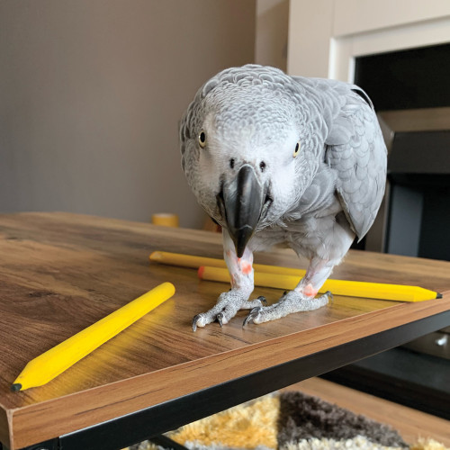 african grey with pencil foot toys