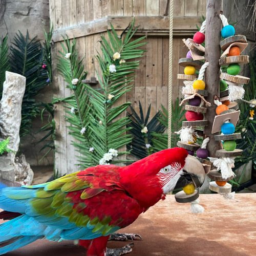 Natural Stacker Wooden Parrot Toy With Macaw