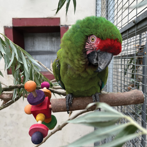 macaw with the wooden twirler perch