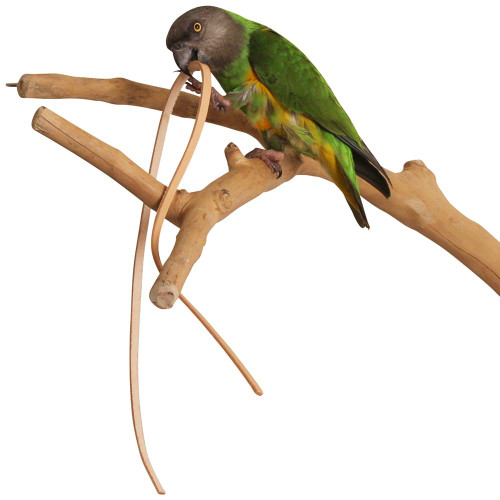 parrot with the pack of 8 leather strips