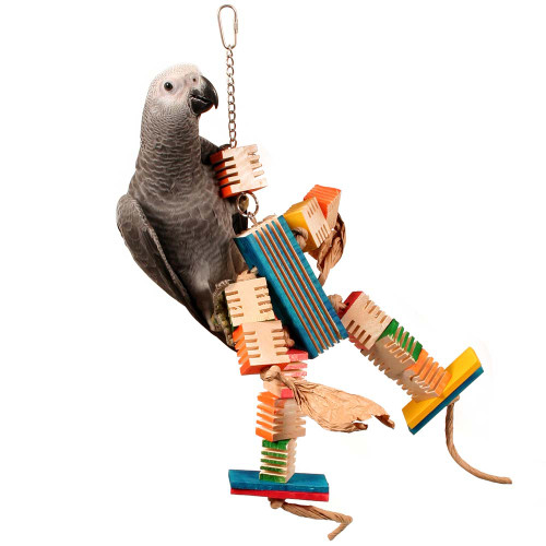 african grey with groovy dancer toy