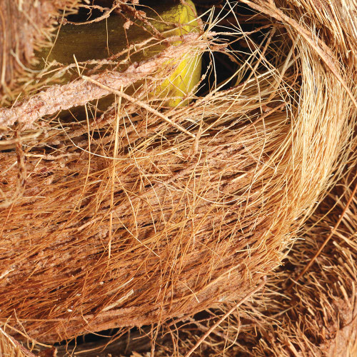 Java Coco Full Moon Natural Parrot Toy 4