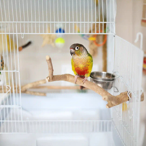 Extra Small Java Multibranch Natural Parrot Perch 6