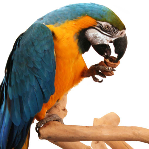 macaw eating walnuts