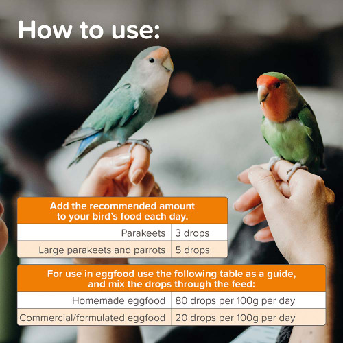 multi_vit_parrot_parakeet_564203_6