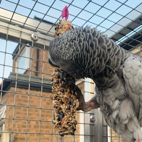 african grey parrot eating fruit and nut treat sticks