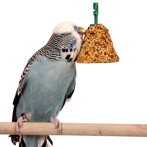 budgie with johnsons treat seed bell