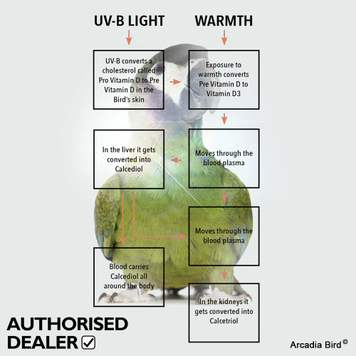 compact uv bird lamp from arcadia