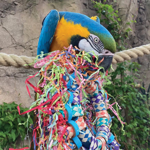 macaw playing with the party wheel toy