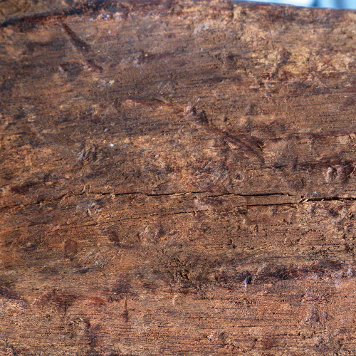 mangrove_lounger_parrot_perch_373150_4__53334 mangrove_lounger_parrot_perch_373150_4__53334