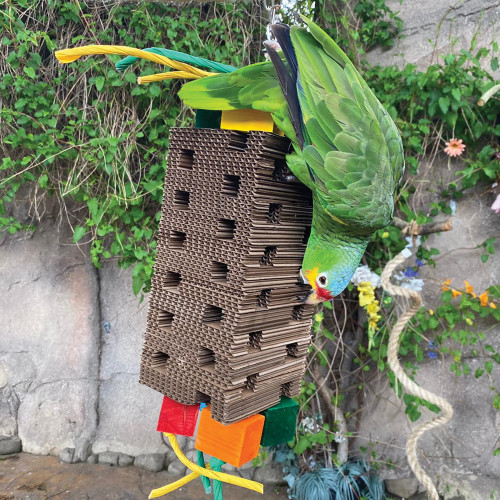 amazon parrot on the large high tower toy