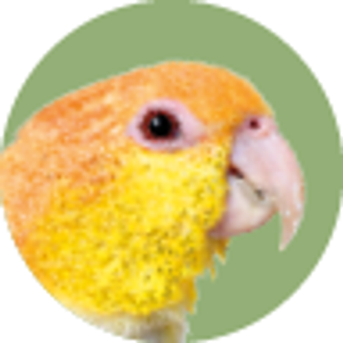 Caique