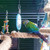 Mirror Parrot Toy 2