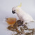 polly's golden blossom parrot tea